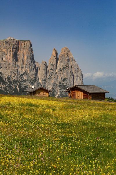 Almwiesen auf der Seiser Alm von Rudolf Brandstätter