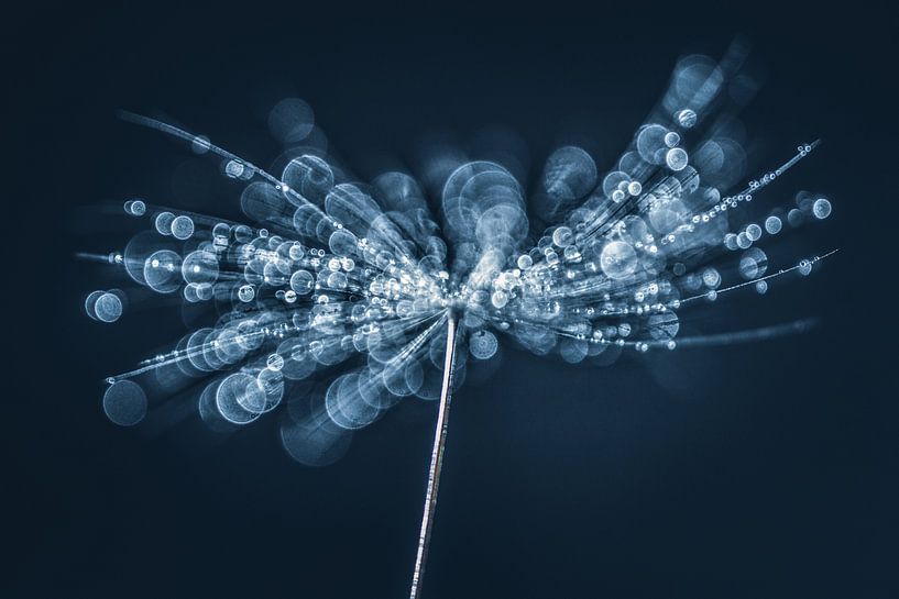 Tropfen auf Flaum von Bert Nijholt