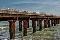 Birds on an old Bridge.