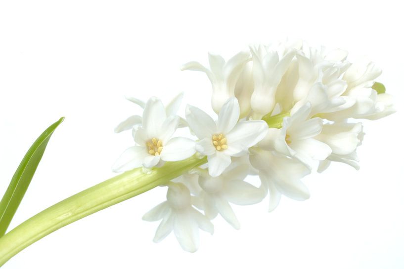 High key witte hyacint par Gonnie van de Schans