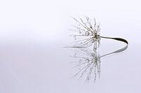 Dandelion Art - Druppel reflectie