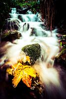 Yellow autumn leaves in a waterfall near Winterberg
