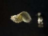 Surreal running worm