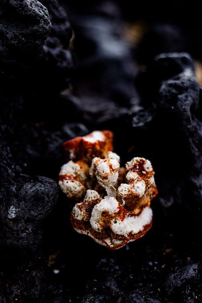 Echoes of Creation by Anouk Pross