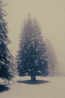 Baum in Nebel und Schnee