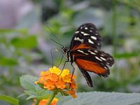 Heliconius hecale ( Tropische vlinders ) Collectie 2018
