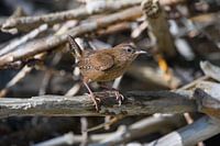 Winter wren in his'n element