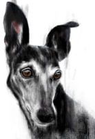 Schwarzen Galgo Espagnol Trijn