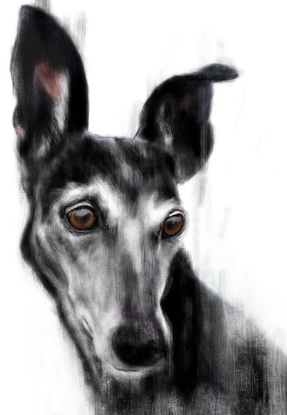 Schwarzen Galgo Espagnol Trijn von Tanja Kooymans