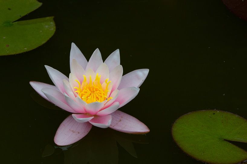 white pink water lily by Martin Mol