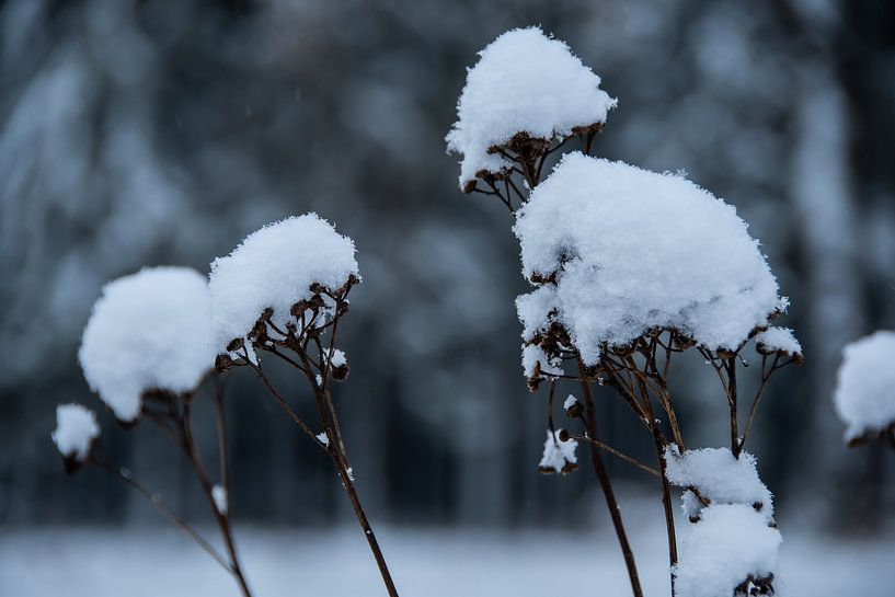 Plantes gelées avec une épaisse couche de neige fraîche par David Esser