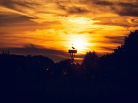 Cigogne au coucher du soleil