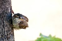 Kleine mus observerend