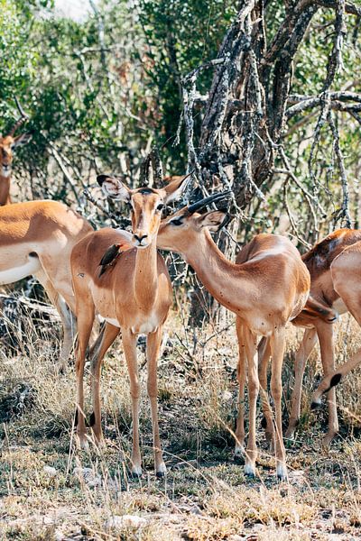Impalas in the Kruger National Park, South Africa by Suzanne Spijkers