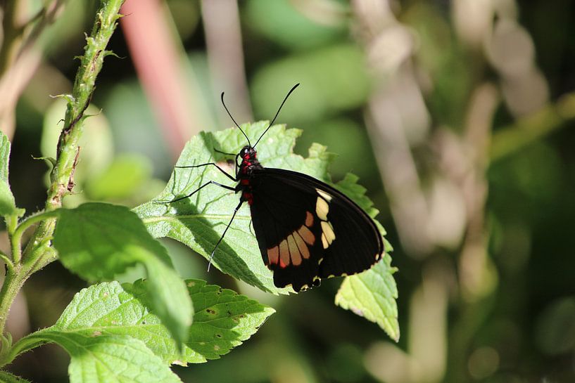 Vlinder par Berg Photostore