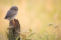 Think! I am the future.