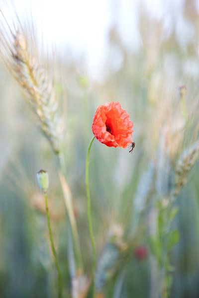 Delicate klaproos van Silvio Schoisswohl