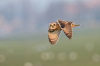 Sumpfohreule schaut auf 3:2