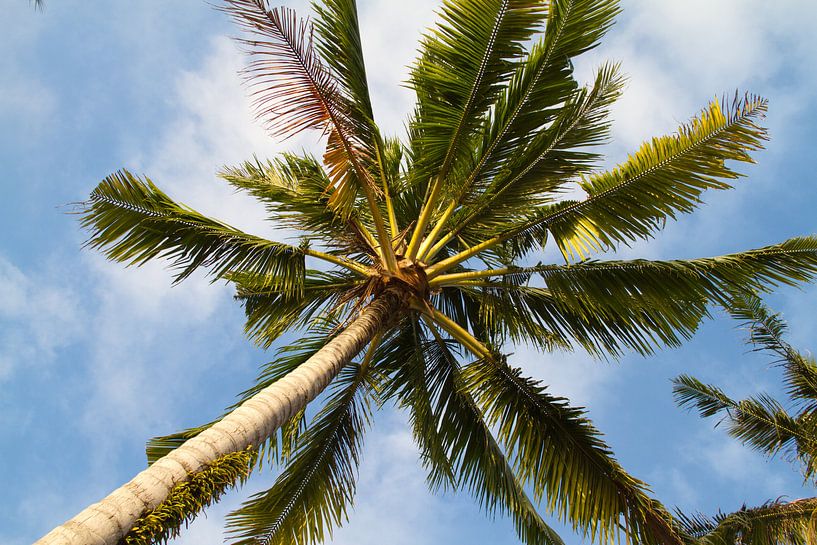 Under the palm tree by Jolanda van Eek en Ron de Jong