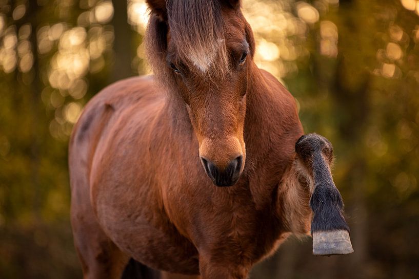Du bist so golden von Amber Krijnen