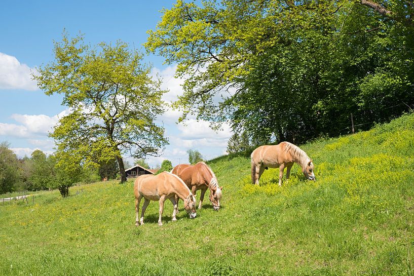 three horses grazing on lush green pasture, sunny spring landsca by SusaZoom