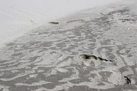 Footsteps on the beach
