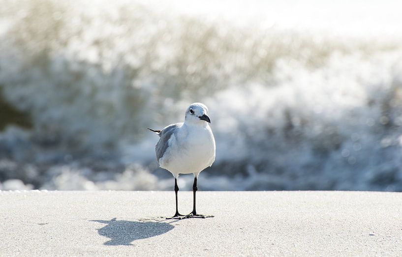 mouette par Robert Styppa