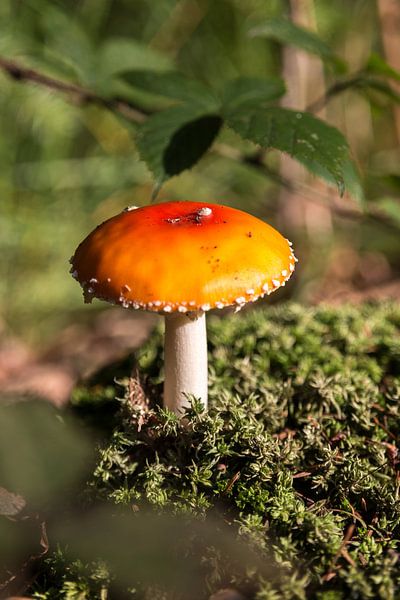 Herfst in het bos von Wilco Schippers