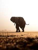 Rencontre avec un grand éléphant d'Afrique lors d'une tempête de sable à Mana Pools, au Zimbabwe.