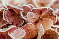 hydrangea leaf with ripe