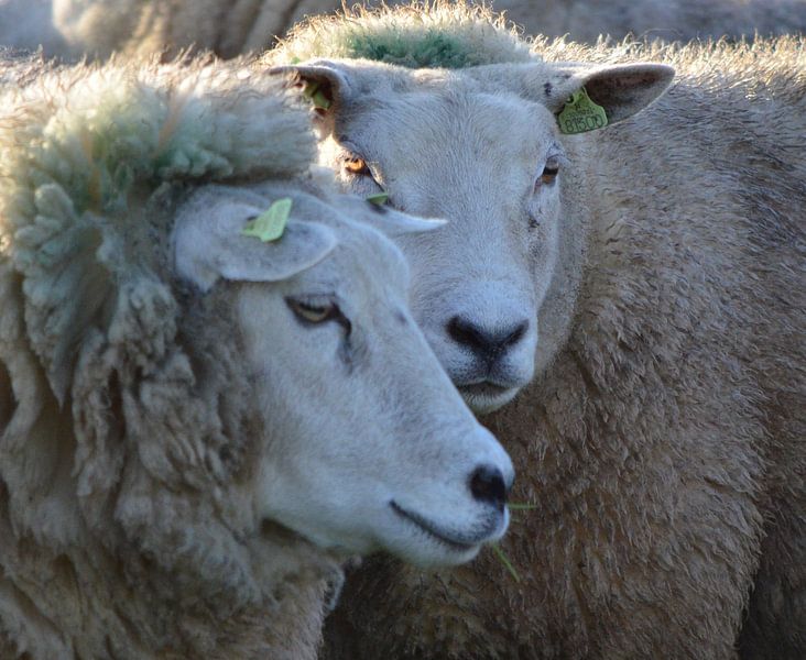 Schapen by Marian Steenbergen