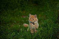 ginger kitten sitting in the grass on a green meadow.