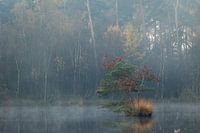 Herfst in de Oisterwijkse bossen en vennen