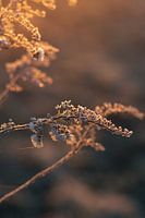 Winterblume in der goldenen Stunde