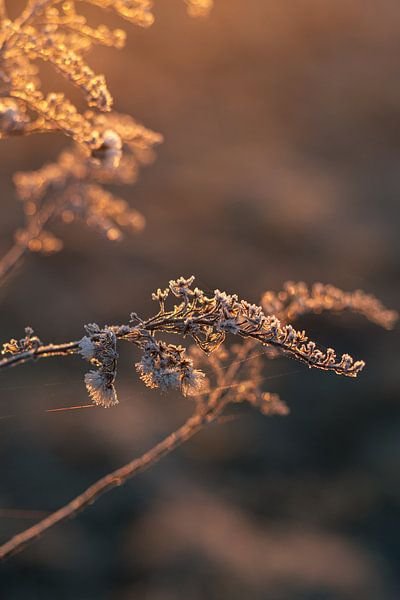 Winterblume in der goldenen Stunde von Amber de Jongh