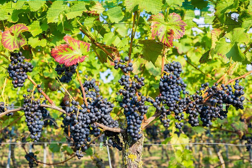 Hanging blue grape bunches in vineyard by Ben Schonewille