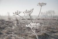Frozen Hogweed