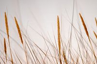 Helmgrass in the North Dutch dunes