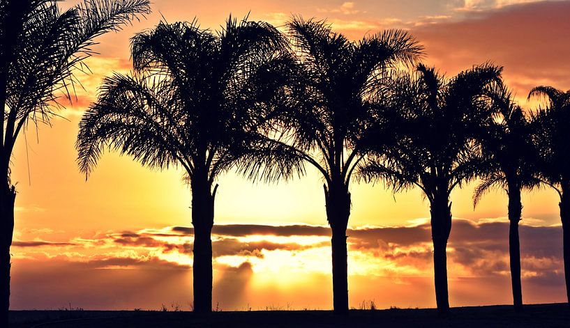 beautiful sunrise with palm trees in south africa by Werner Lehmann