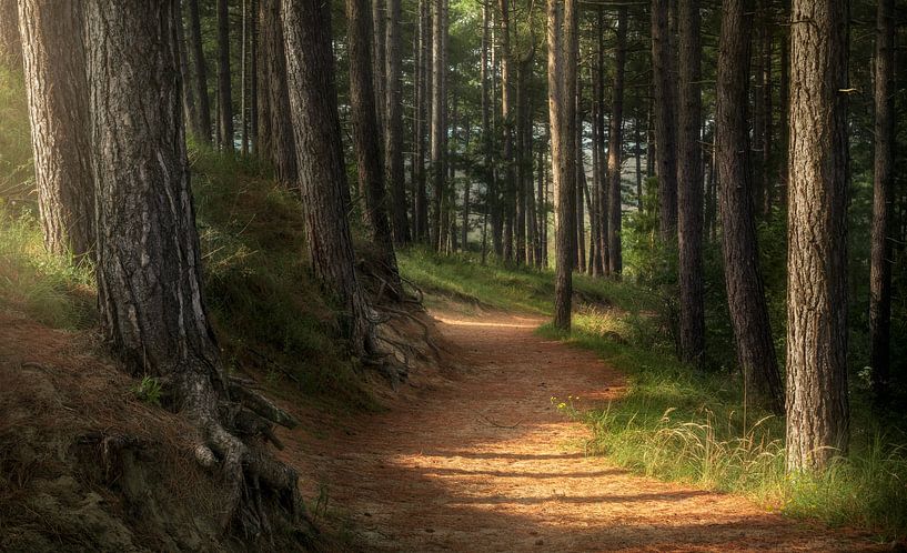 Hohler Pfad von Steffon Reid