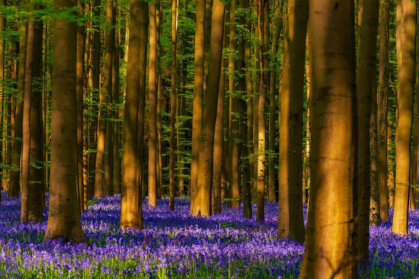 Frühlingshafte Waldlandschaft mit Bluebell-Blüten von Sjoerd van der Wal Fotografie