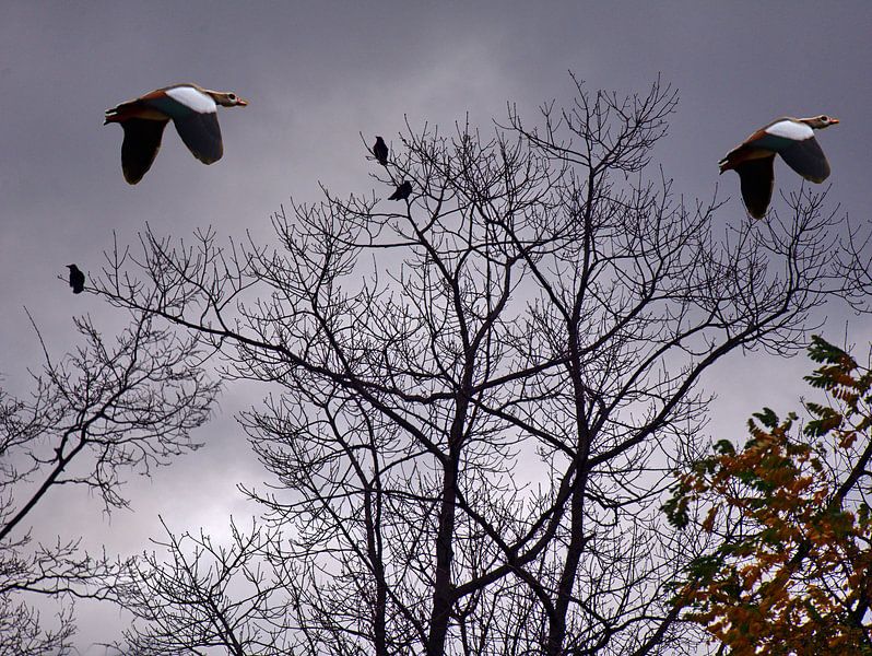 Flugstunde von Edgar Schermaul