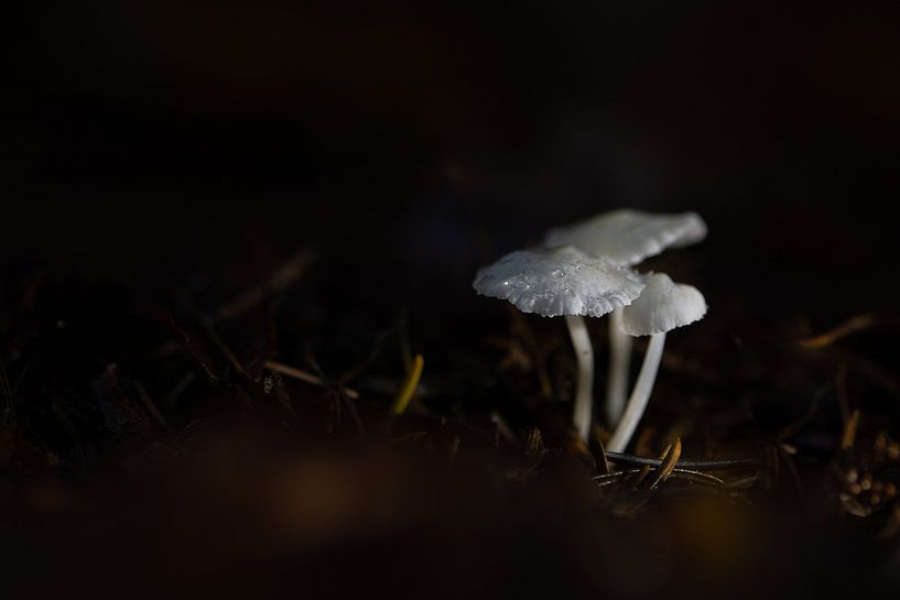 Pilz von Lucia Leemans