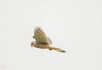 kestrel in flight with wings spread