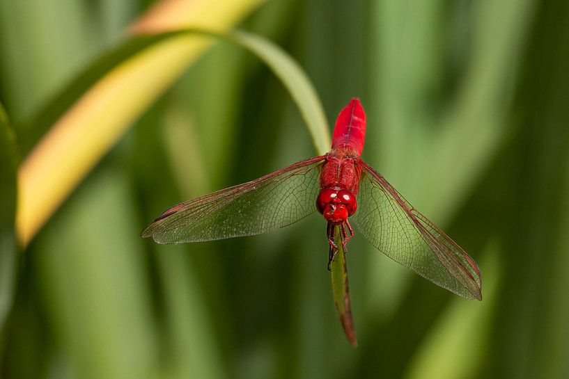 Roter Feuerlibelle von Teneriffa von Aukelien Philips