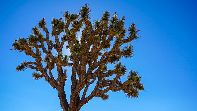 Joshua Tree National Park in de Verenigde Staten van Jessica Lokker