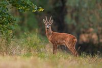 ein Reh bock (Capreolus capreolus) steht auf einer Wiese und uriniert in das gras