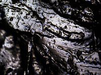 Les ours Haribo sous le microscope