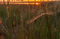 spider web sunrise