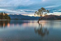 New Zealand Wanaka Tree in the Evening